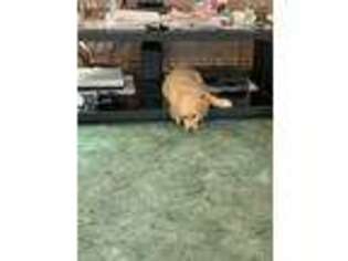 Golden Retriever Puppy for sale in Eastpointe, MI, USA