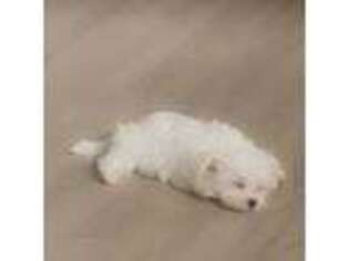 Maltese Puppy for sale in Norwalk, CT, USA