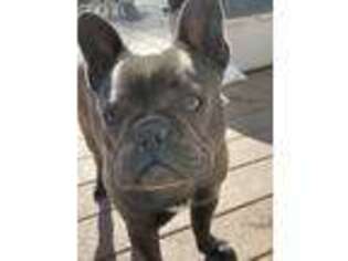 French Bulldog Puppy for sale in Newark, DE, USA