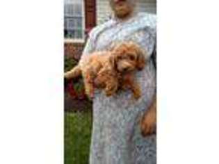 Labradoodle Puppy for sale in Bernville, PA, USA