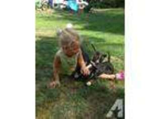 Bull Terrier Puppy for sale in PHILADELPHIA, PA, USA