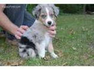 Miniature Australian Shepherd Puppy for sale in South Bend, IN, USA