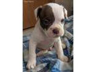 Alapaha Blue Blood Bulldog Puppy for sale in Vancouver, WA, USA