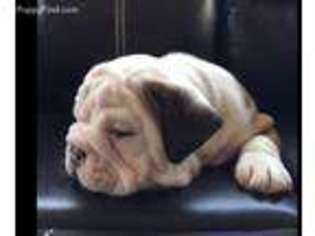 Bulldog Puppy for sale in Leesburg, AL, USA