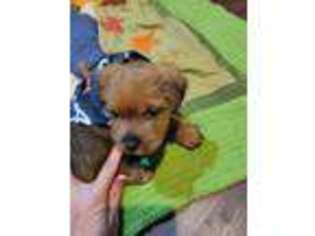 Norfolk Terrier Puppy for sale in Dacula, GA, USA