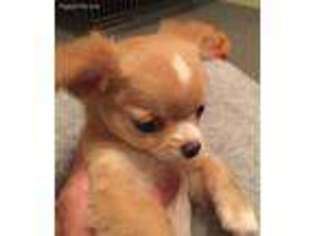 Chihuahua Puppy for sale in Clinton, IA, USA
