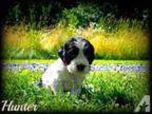 German Shepherd Dog Puppy for sale in GETTYSBURG, PA, USA