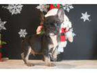 French Bulldog Puppy for sale in Whitewright, TX, USA