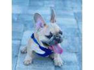 French Bulldog Puppy for sale in Rotonda West, FL, USA