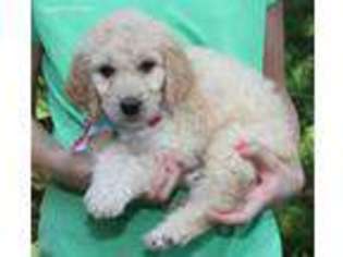Goldendoodle Puppy for sale in Stark City, MO, USA