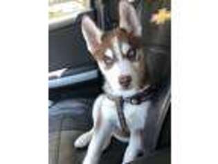 Siberian Husky Puppy for sale in Cockeysville, MD, USA