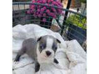 Boston Terrier Puppy for sale in Mooresville, NC, USA