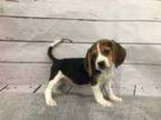 Beagle Puppy for sale in Downers Grove, IL, USA