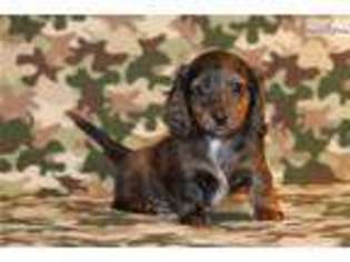 Dachshund Puppy for sale in Fort Worth, TX, USA