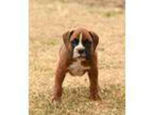 Boxer Puppy for sale in Lebanon, PA, USA