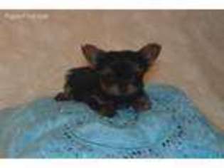 Yorkshire Terrier Puppy for sale in Warrensburg, MO, USA