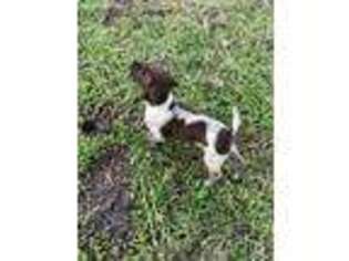 German Shorthaired Pointer Puppy for sale in Lakeland, FL, USA