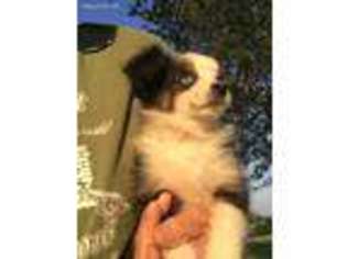 Australian Shepherd Puppy for sale in Drasco, AR, USA