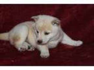 Shiba Inu Puppy for sale in Kingsville, MO, USA