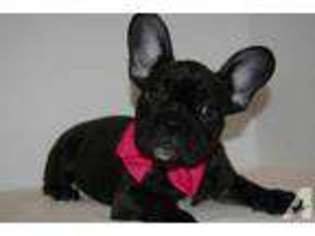 French Bulldog Puppy for sale in HUNTSVILLE, AL, USA