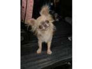 Chihuahua Puppy for sale in Huntington Beach, CA, USA