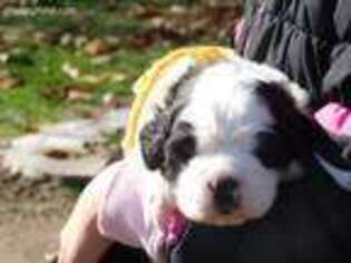 Saint Bernard Puppy for sale in Riverdale, MI, USA