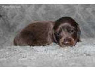 Dachshund Puppy for sale in Sonora, KY, USA