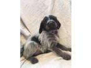 Wirehaired Pointing Griffon Puppy for sale in Pasco, WA, USA