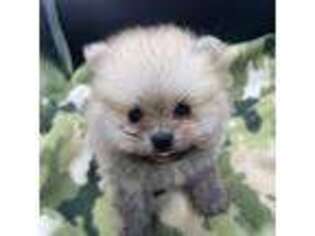 Pomeranian Puppy for sale in Amite, LA, USA