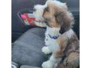 Tibetan Terrier Puppy for sale in Fairfield, CA, USA