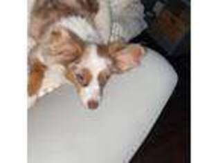 Australian Shepherd Puppy for sale in Coldspring, TX, USA