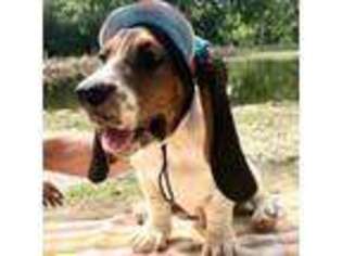 Basset Hound Puppy for sale in Bangor, ME, USA