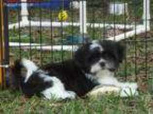Mi-Ki Puppy for sale in West Palm Beach, FL, USA