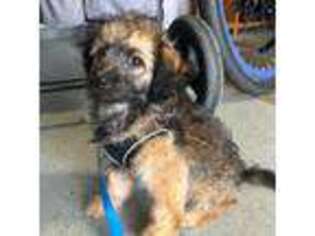 Mutt Puppy for sale in Roswell, GA, USA