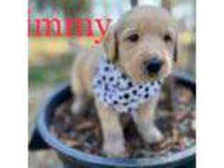 Labradoodle Puppy for sale in Lookout, CA, USA
