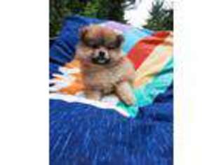 Pomeranian Puppy for sale in Newport, VT, USA