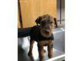Airedale Terrier Puppy for sale in Austin, AR, USA