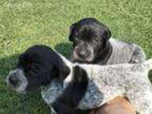 German Shorthaired Pointer Puppy for sale in Hyndman, PA, USA