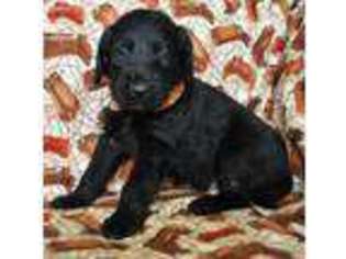 Labradoodle Puppy for sale in Hastings, MI, USA
