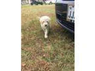 Labradoodle Puppy for sale in Pittsburg, TX, USA