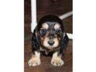Dachshund Puppy for sale in Pleasant View, UT, USA
