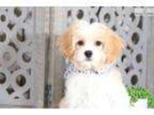 Cavachon Puppy for sale in Columbus, OH, USA