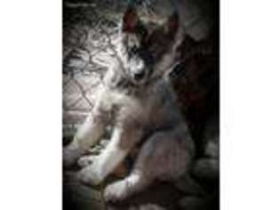 Siberian Husky Puppy for sale in Smithville, MO, USA