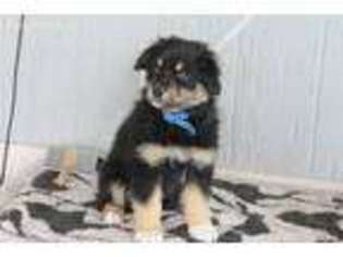 Australian Shepherd Puppy for sale in Elbert, CO, USA