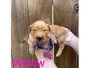 Golden Retriever Puppy for sale in Asheboro, NC, USA