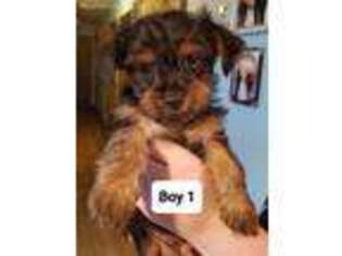 Yorkshire Terrier Puppy for sale in Evans, WV, USA