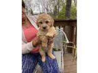 Goldendoodle Puppy for sale in York, SC, USA