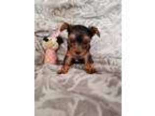 Yorkshire Terrier Puppy for sale in Rockwood, TN, USA