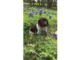 German Shorthaired Pointer Puppy for sale in Waco, TX, USA