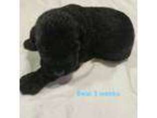 Labradoodle Puppy for sale in Goochland, VA, USA
